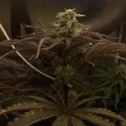 🐻‍❄️Panda vs Gorilla 🦍