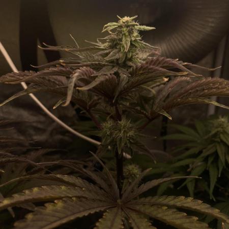 🐻‍❄️Panda vs Gorilla 🦍