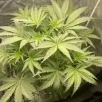 🐻‍❄️Panda vs Gorilla 🦍