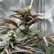 🐻‍❄️Panda vs Gorilla 🦍