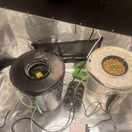 Mint Jelly & Jelly Donutz