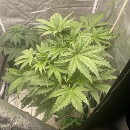 🐻‍❄️Panda vs Gorilla 🦍