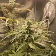 🐻‍❄️Panda vs Gorilla 🦍