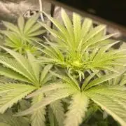 🐻‍❄️Panda vs Gorilla 🦍