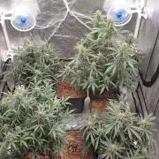 Jet Fuel Mandarine & Studio 54 Organic