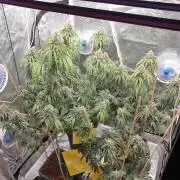Lemonpaya Organic