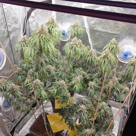 Lemonpaya Organic