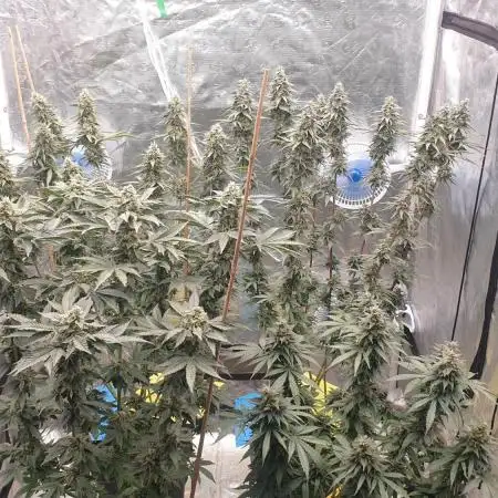 Sweet Seeds Mental Rainbow F1FV
