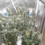 Sweet Seeds Mental Rainbow F1FV