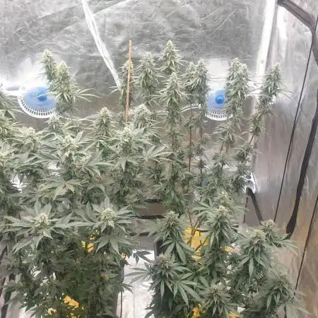 Sweet Seeds Mental Rainbow F1FV