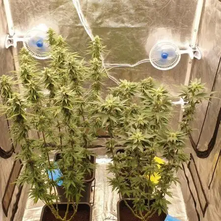 Sweet Seeds Mental Rainbow F1FV