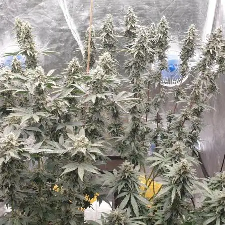 Sweet Seeds Mental Rainbow F1FV