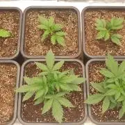 Green Poison & Red Gorilla Girl