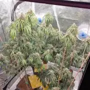 Lemonpaya Organic