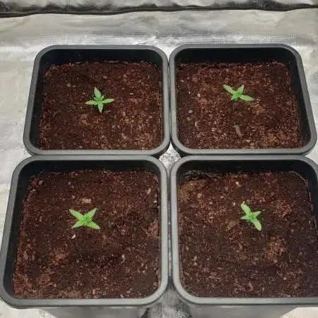Sweet Seeds Mental Rainbow F1FV