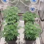 Sweet Seeds Mental Rainbow F1FV