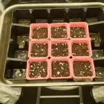 Green Poison & Red Gorilla Girl