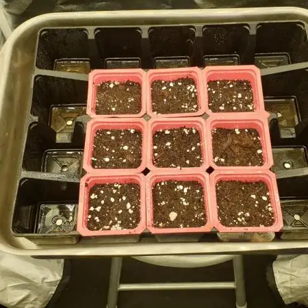 Green Poison & Red Gorilla Girl