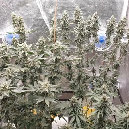 Sweet Seeds Mental Rainbow F1FV