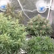 Green Poison & Red Gorilla Girl