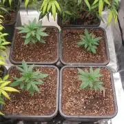 Lemonpaya Organic
