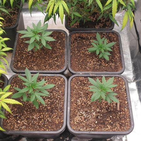 Lemonpaya Organic