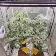 Lemonpaya Organic