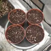 Sweet Seeds Tropicana Poison F1FV