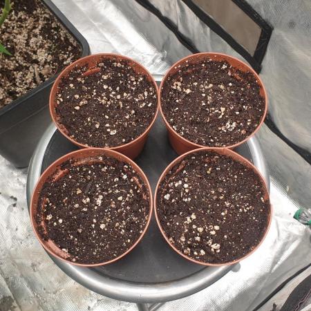 Sweet Seeds Tropicana Poison F1FV