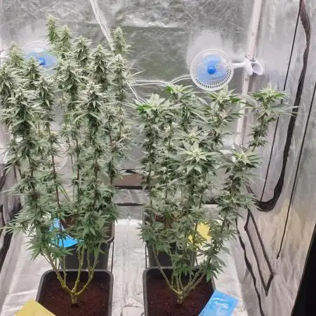 Sweet Seeds Mental Rainbow F1FV