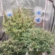 GreenPoisonRedGorillaGirl&GorillaCookies