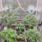 Green Poison & Red Gorilla Girl