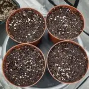 Sweet Seeds Tropicana Poison F1FV