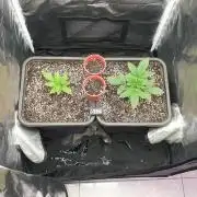 SweetSeeds Tropicana Poison F1FV Organic