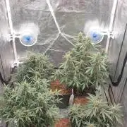 Jet Fuel Mandarine & Studio 54 Organic