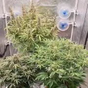 GreenPoisonRedGorillaGirl&GorillaCookies