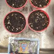 SweetSeeds Jealousy Z XL Auto