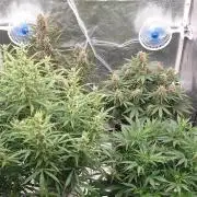 GreenPoisonRedGorillaGirl&GorillaCookies