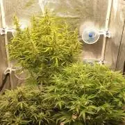 GreenPoisonRedGorillaGirl&GorillaCookies