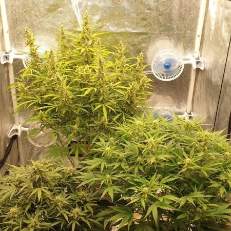 GreenPoisonRedGorillaGirl&GorillaCookies