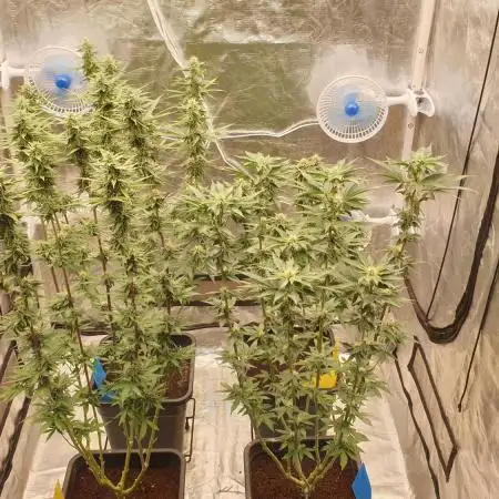Sweet Seeds Mental Rainbow F1FV