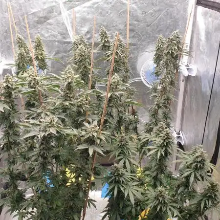 Sweet Seeds Mental Rainbow F1FV