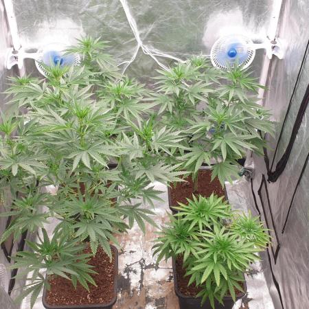 Lemonpaya Organic