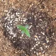 Lemonpaya Organic