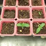 Green Poison & Red Gorilla Girl