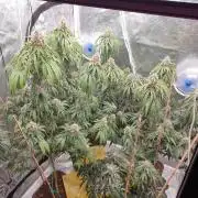 Lemonpaya Organic