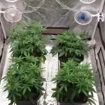 Sweet Seeds Mental Rainbow F1FV