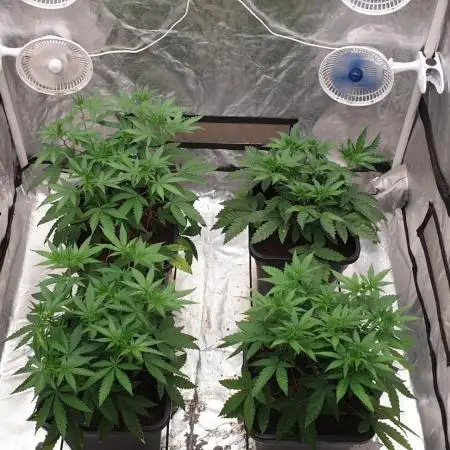 Sweet Seeds Mental Rainbow F1FV
