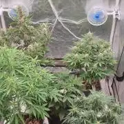 Green Poison & Red Gorilla Girl