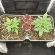 Tropicana Poison & Critical Auto Organic
